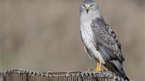 NGO express disappointment at the closing of the Hen Harrier Southern Reintroduction Project