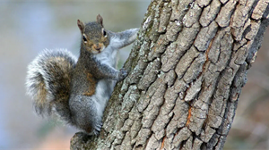 The National Gamekeepers Organisation