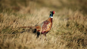 Natural England update on Individual Licences on or around SPAs