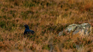 The abuse of gamekeepers has sunk to a new low