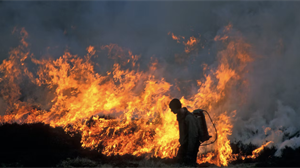 NGO responds to Government proposals for new legislation on heather burning