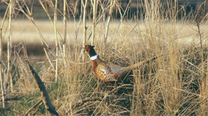 The National Gamekeepers Organisation